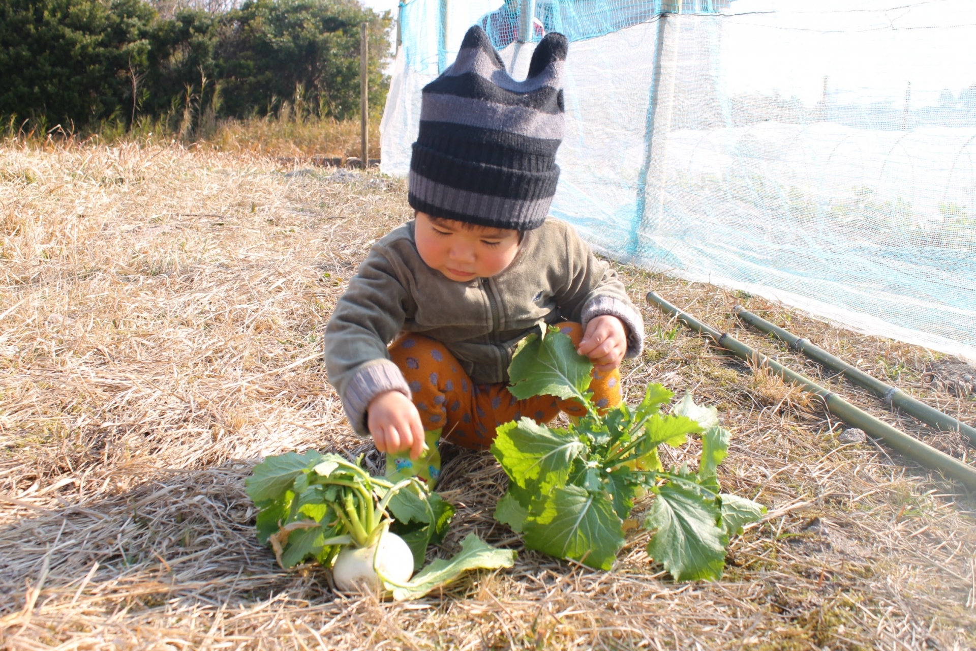 冬野菜収穫(かぶ)